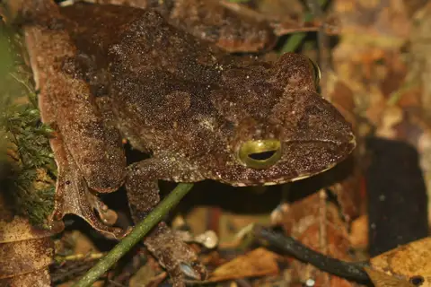 Hose's Bush Frog