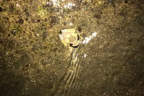 Mjøberg's Bush Frog