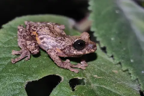 Perak Bubble-nest Frog