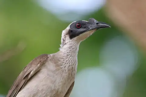 Silver-crowned Friarbird