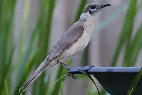 Little Friarbird