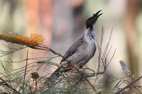 Noisy Friarbird
