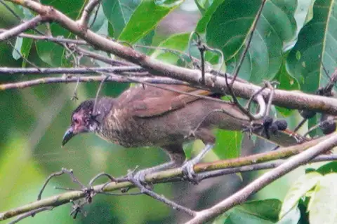 Morotai Friarbird