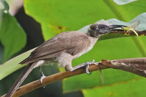 Buru Friarbird