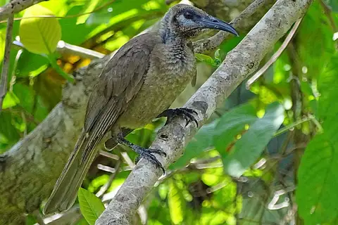 Tanimbar Friarbird