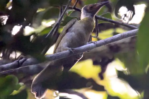 Seram Friarbird