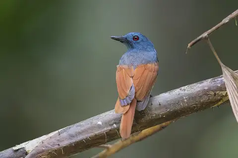Rufous-winged Philentoma