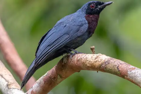 Maroon-breasted Philentoma