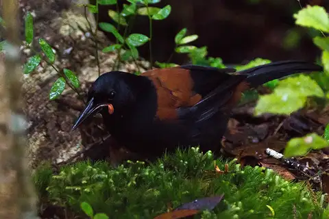 South Island Saddleback