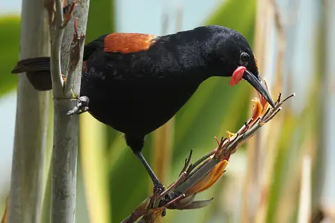 North Island Saddleback