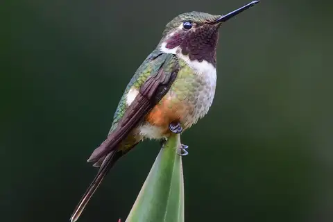 Magenta-throated Woodstar
