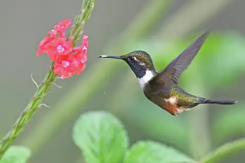 Purple-throated Woodstar