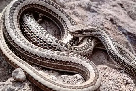 Günther's Green Racer