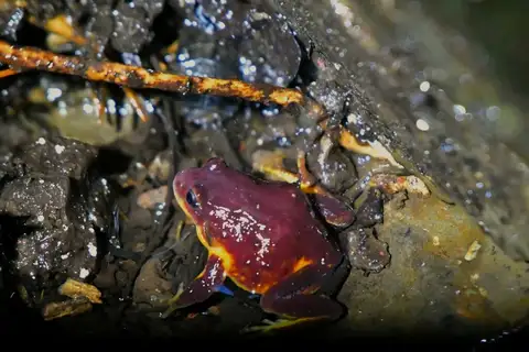Red-and-Yellow Mountain Frog