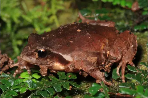 Masked Mountain Frog
