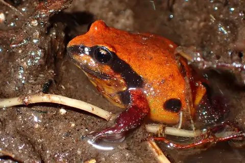 Pugh's Mountain Frog