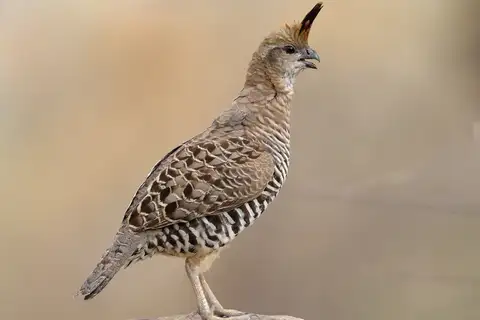 Banded Quail