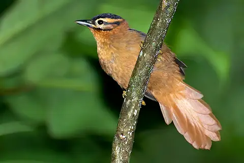 Black-capped Foliage-gleaner