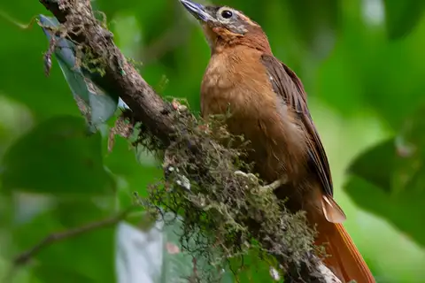 Alagoas Foliage-gleaner
