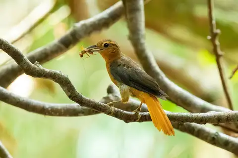 Cinnamon-rumped Foliage-gleaner