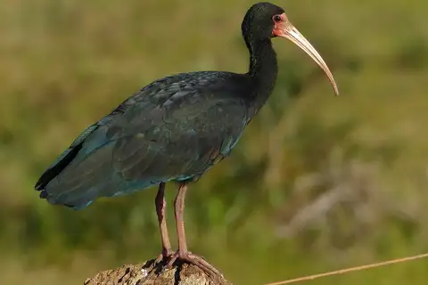 Bare-faced Ibis