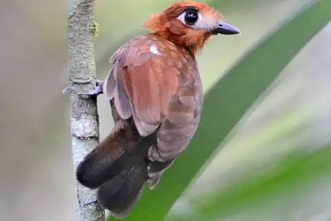 Pale-faced Bare-eye