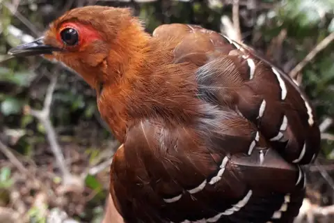Reddish-winged Bare-eye