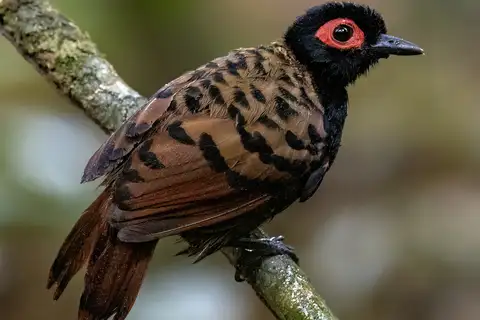 Black-spotted Bare-eye