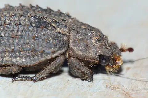Grooveneck Keratin Beetle