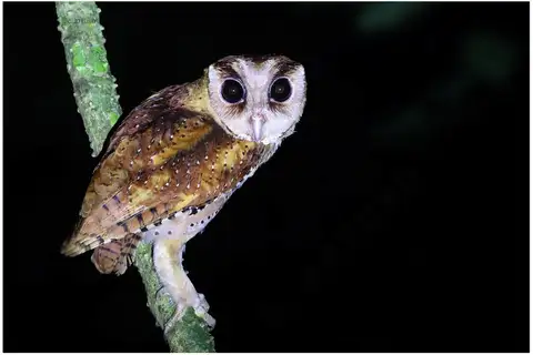 Sri Lanka Bay Owl