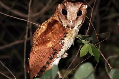 Oriental Bay Owl