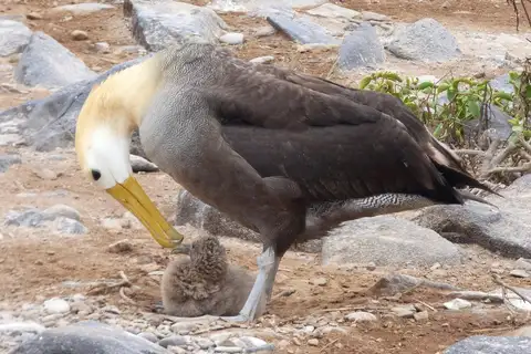 Waved Albatross