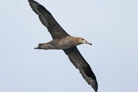 Black-footed Albatross