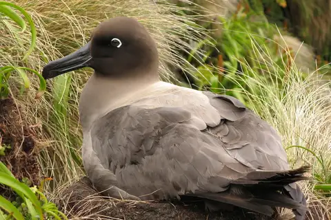 Light-mantled Albatross