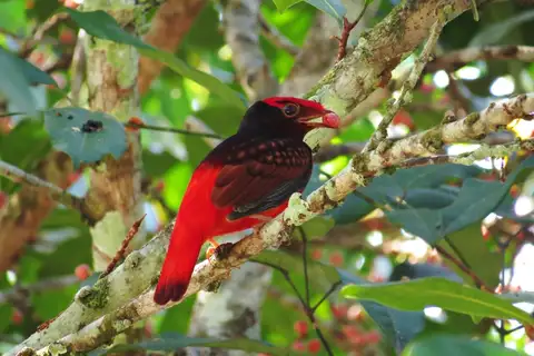 Guianan Red Cotinga