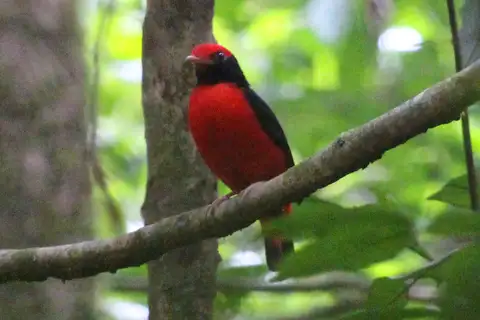 Black-necked Red Cotinga