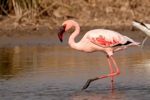 Lesser Flamingo