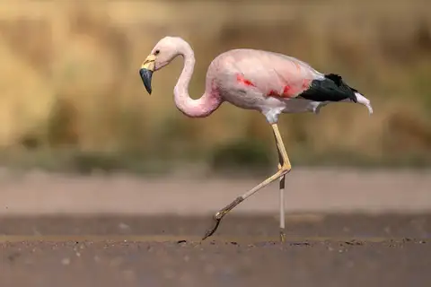 Andean Flamingo