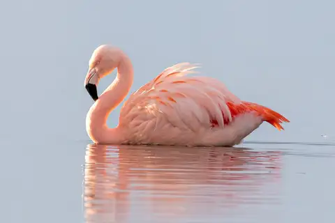 Chilean Flamingo