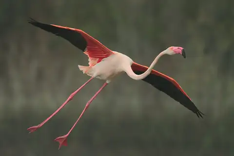 Greater Flamingo