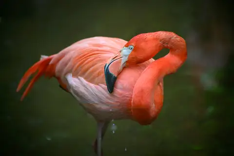 American Flamingo