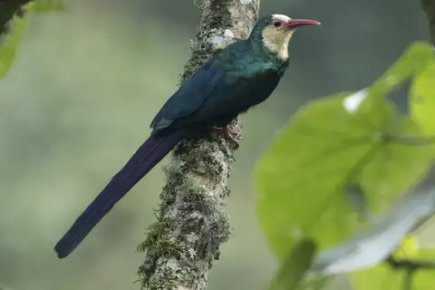 White-headed Wood Hoopoe