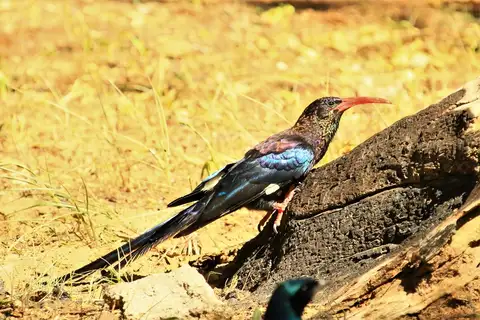 Violet Wood Hoopoe