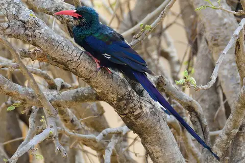 Green Wood Hoopoe