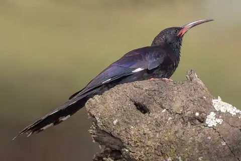 Black-billed Wood Hoopoe