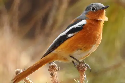 Przevalski's Redstart