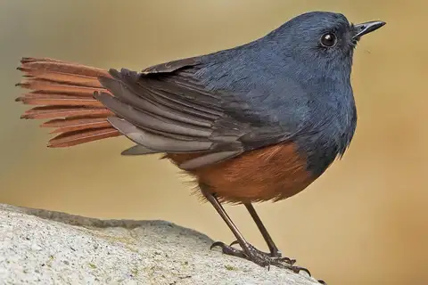 Luzon Water Redstart