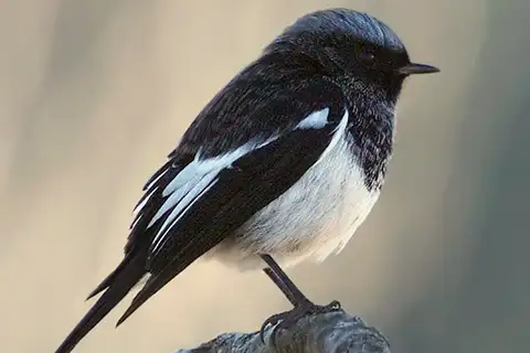 Blue-capped Redstart