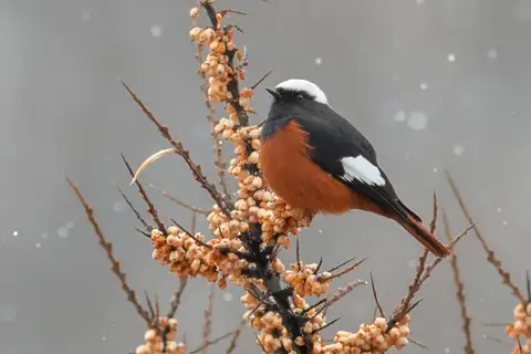Güldenstädt's Redstart