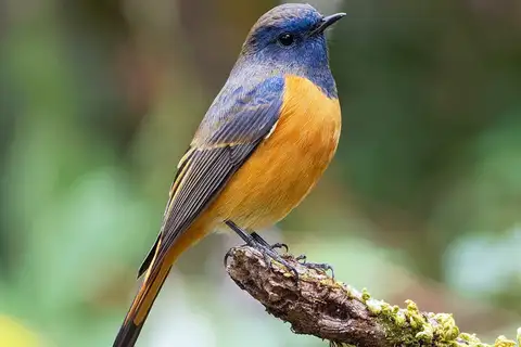 Blue-fronted Redstart